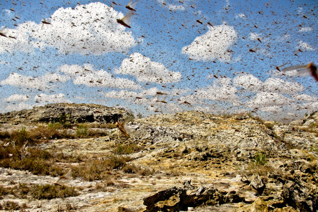 1_madagascar-locust-Road-trip-RN7-298