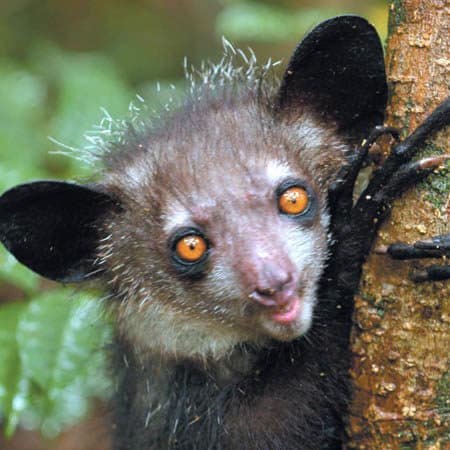 Madagascar Lemurs: Discover the Fascinating World of Lemurs on the Island