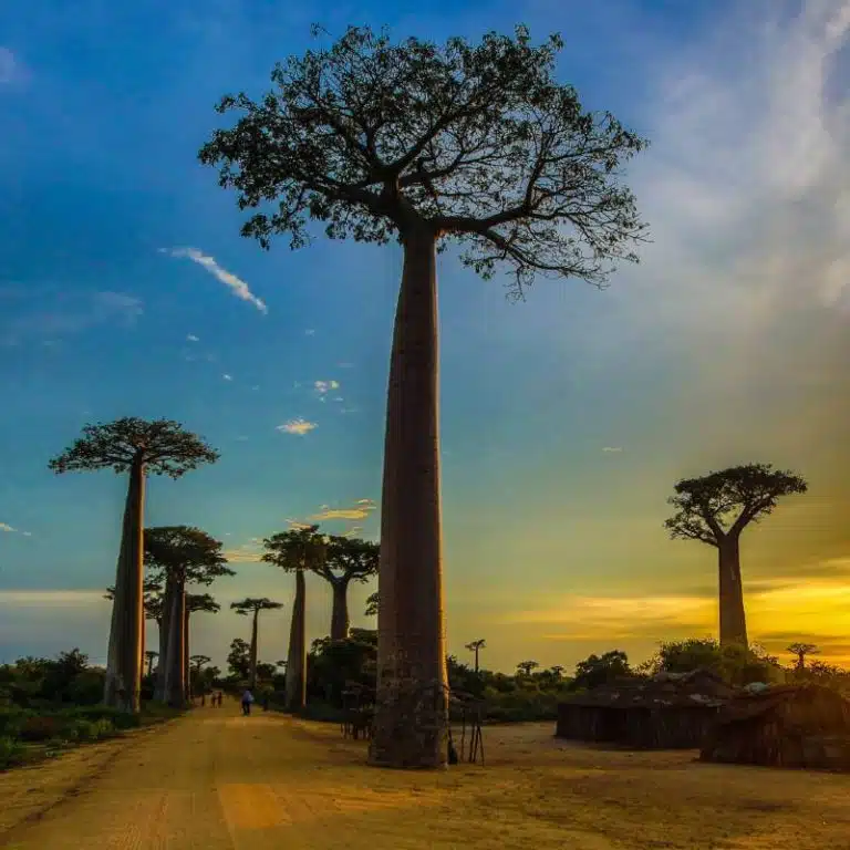 FI_Baobabs_800x800