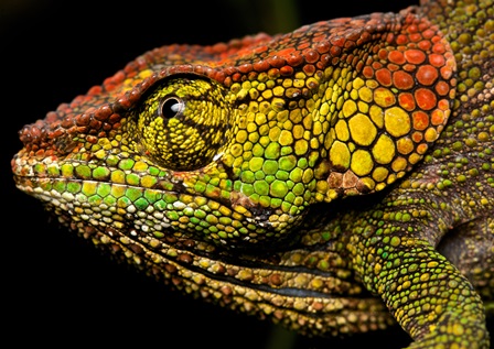 Female-chameleon-Calumma-sp--Copie