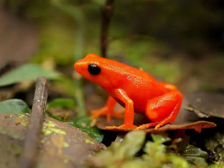 Mantella-Auriantica