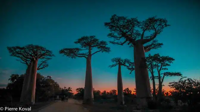 allee-baobabs-1-50euros200-000ar-e1582115745805