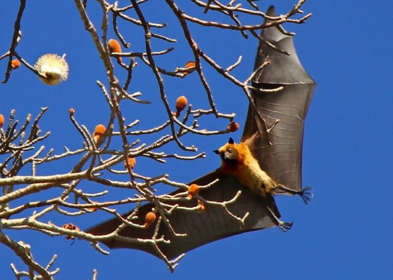 chauve-souris-roussette