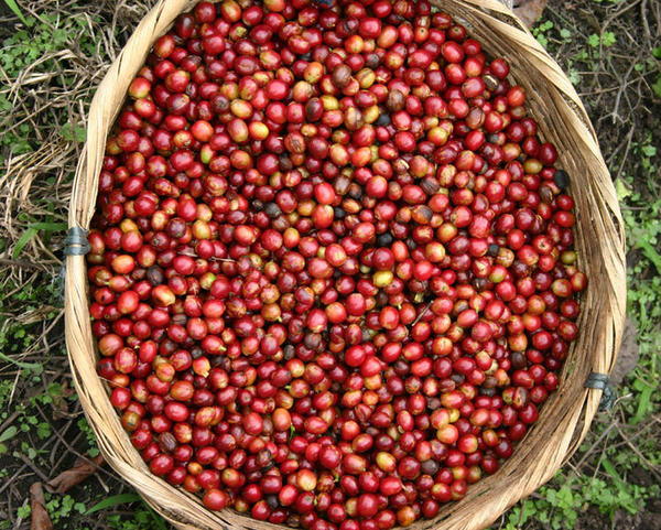 influence_of_environmental_factors_wet_processing_and_their_interactions_on_the_biochemical_composition_of_green_arabica_coffee_beans_reference