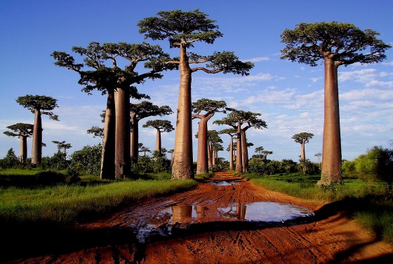 m-morondava-allee-des-baobabs-visoterra-28521