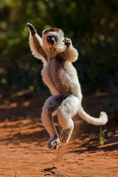 Berenty-Sifaka